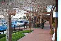 Blossoms over the walkway