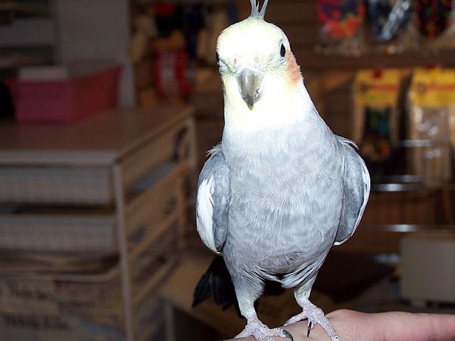 Naked cockatiel