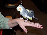 Leslie with cockatiel