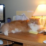 Office Assistant